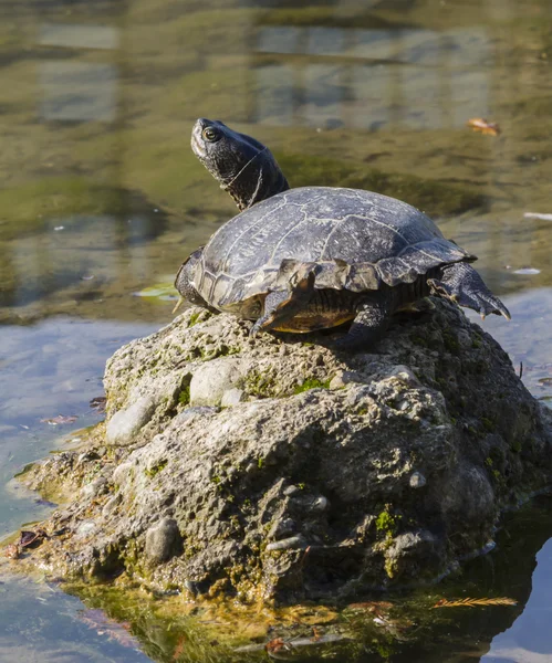 Tortoise op meer — Stockfoto