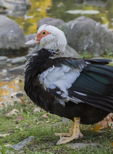 Canard sur le lac — Photo