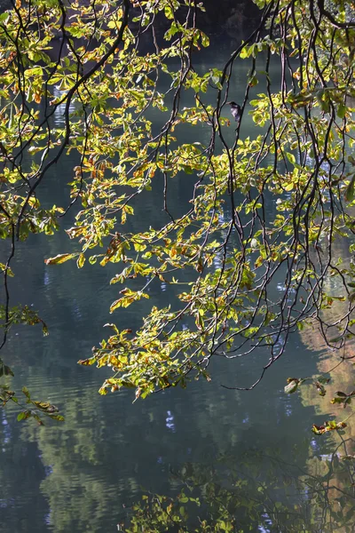 Albero nel parco in autunno — Foto Stock