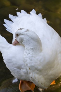 Göl üzerinde ördek