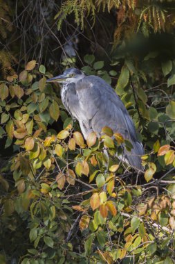 Heron sonbaharda ağaç üzerinde