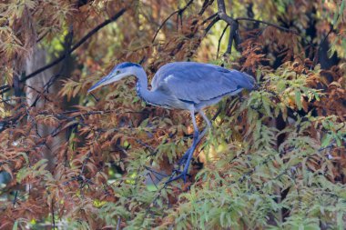 Heron sonbaharda ağaç üzerinde