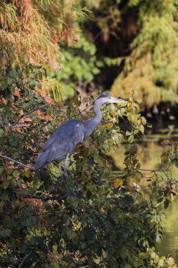 Heron sonbaharda ağaç üzerinde