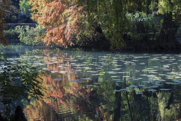 秋の池の反射 — ストック写真