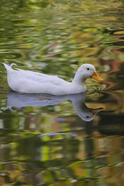 Duck on lake — Stock Photo, Image