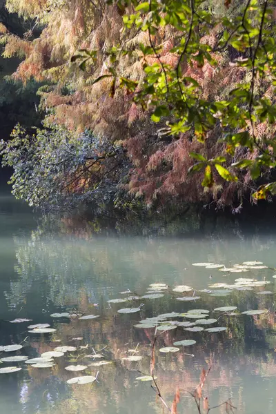 Reflection on pond in autumn — Stock Photo, Image