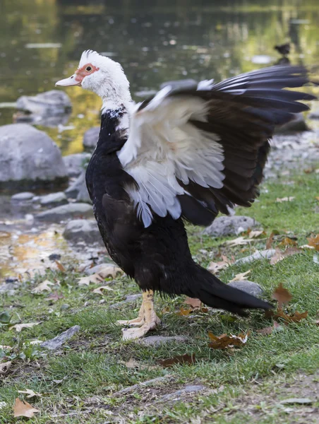 Bebek di danau — Stok Foto