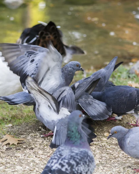 Pigeon on lake — Stock Photo, Image