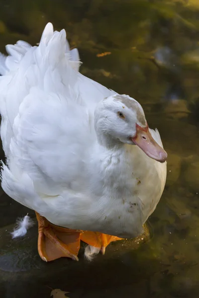 Duck on lake — Stock Photo, Image