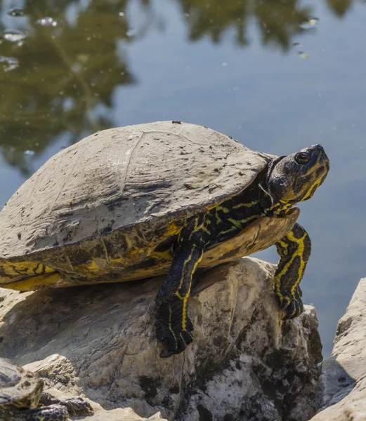 Tortoise op meer — Stockfoto