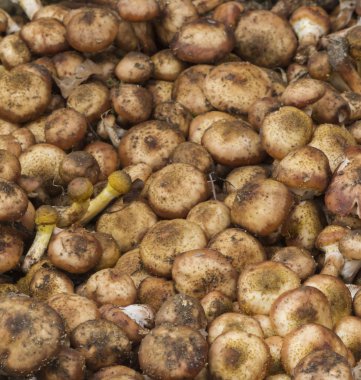 mantar doğa arka plan olarak