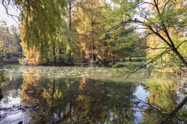 sonbaharda gölet üzerinde yansıma