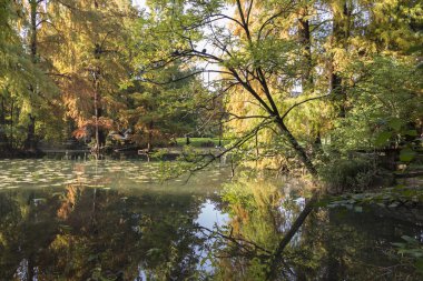 sonbaharda gölet üzerinde yansıma