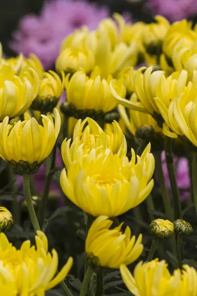 Chrysanthèmes dans le jardin — Photo