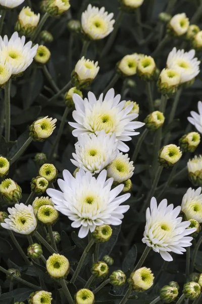 Chrysanthemums in the garden — Stock Photo, Image