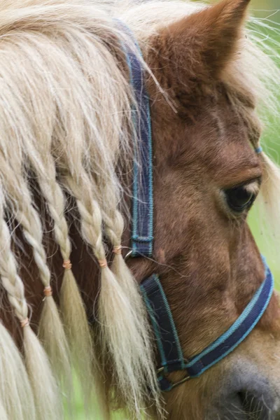 Poney à cheval dans la ferme — Photo