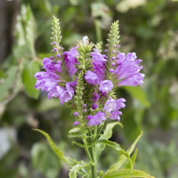 Wildblume auf der Wiese — Stockfoto