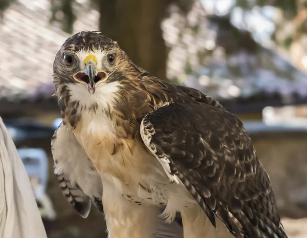 Een schattig havik — Stockfoto