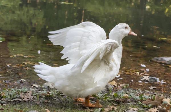 Pato en el lago — Foto de Stock