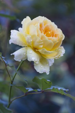 Gül bahçesinde yağmurdan sonra