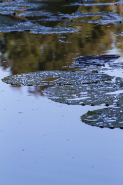 kurumuş nilüfer ve sonbaharda göl kenarında yansıma