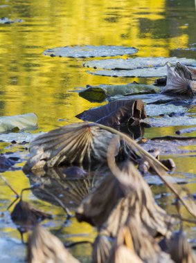 kurumuş nilüfer ve sonbaharda göl kenarında yansıma
