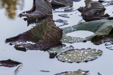 kurumuş nilüfer ve sonbaharda göl kenarında yansıma