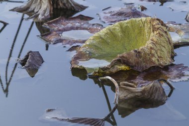 kurumuş nilüfer ve sonbaharda göl kenarında yansıma