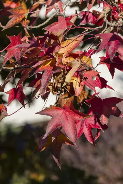 Feuilles en automne — Photo