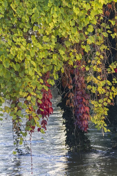 Reflexion über den Fluss im Herbst — Stockfoto