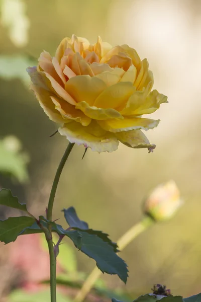 Rosa después de la lluvia en el jardín — Foto de Stock
