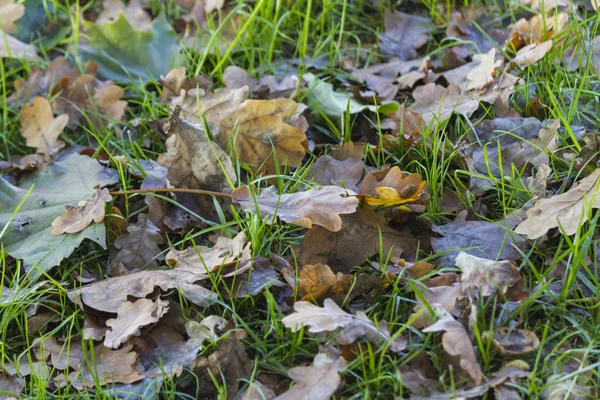 Foglie in autunno — Foto Stock