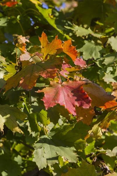 Τα φύλλα το φθινόπωρο — Φωτογραφία Αρχείου