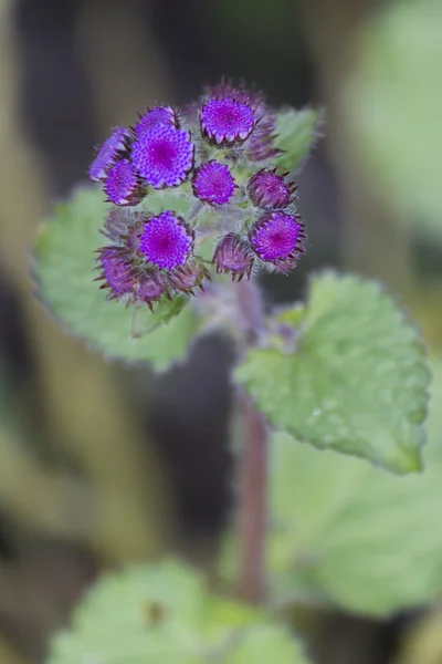 Flor no jardim — Fotografia de Stock