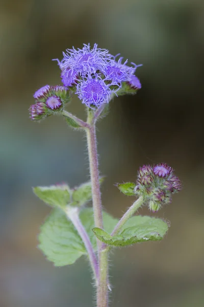 Blomma i trädgården — Stockfoto