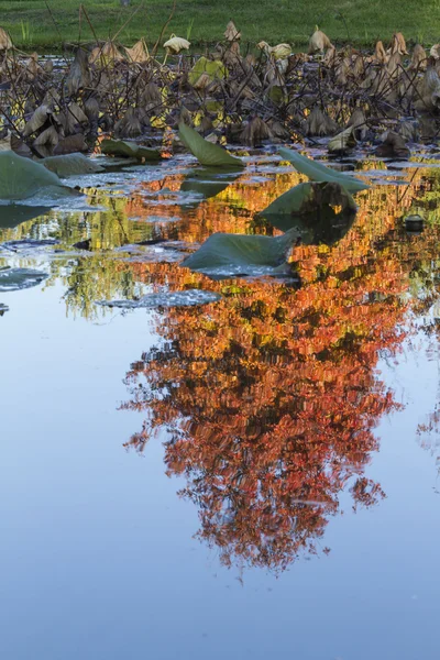 Reflexión sobre el lago en otoño —  Fotos de Stock