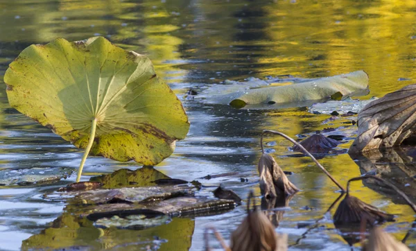Nénuphar séché et réflexion sur le lac en automne — Photo