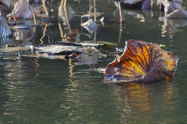 Torkade näckros och reflexion på sjön under hösten — Stockfoto