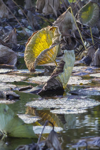 Dried waterlily and reflection on lake in autumn — Stock Photo, Image