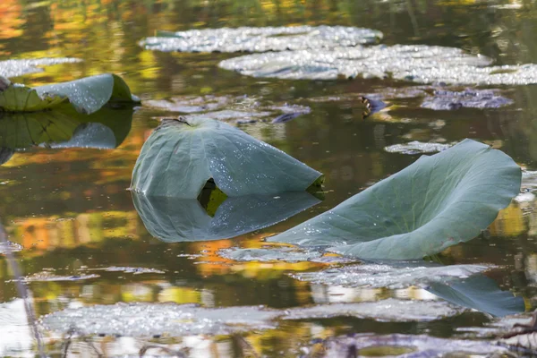 Waterlily seco e reflexão no lago no outono — Fotografia de Stock
