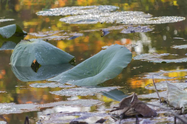 Waterlily seco e reflexão no lago no outono — Fotografia de Stock