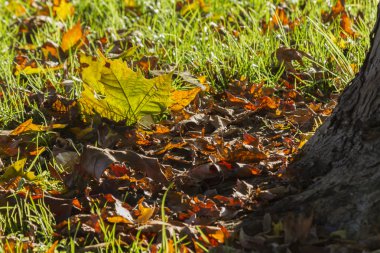 sonbahar yaprakları