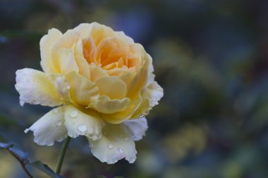 Gül bahçesinde yağmurdan sonra