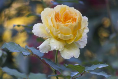 Gül bahçesinde yağmurdan sonra