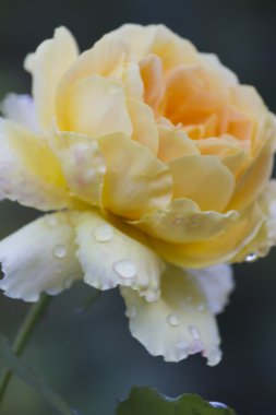 Gül bahçesinde yağmurdan sonra