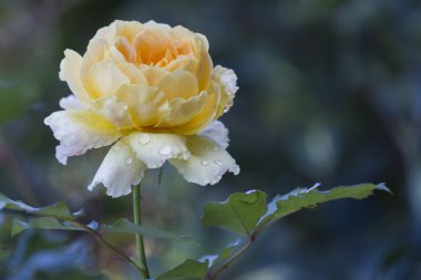 Gül bahçesinde yağmurdan sonra