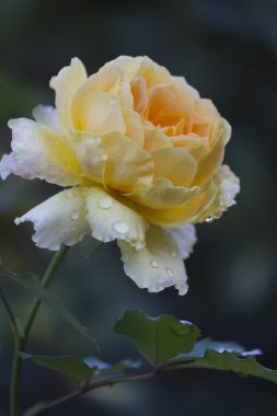 Gül bahçesinde yağmurdan sonra