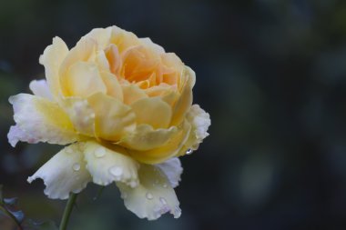 Gül bahçesinde yağmurdan sonra