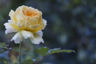 Gül bahçesinde yağmurdan sonra