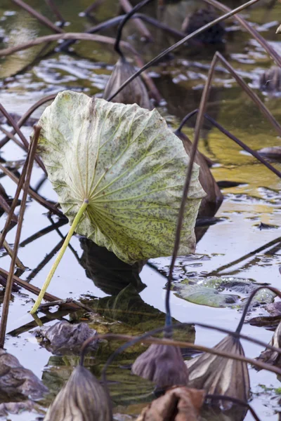 Torkade näckros och reflexion på sjön under hösten — Stockfoto